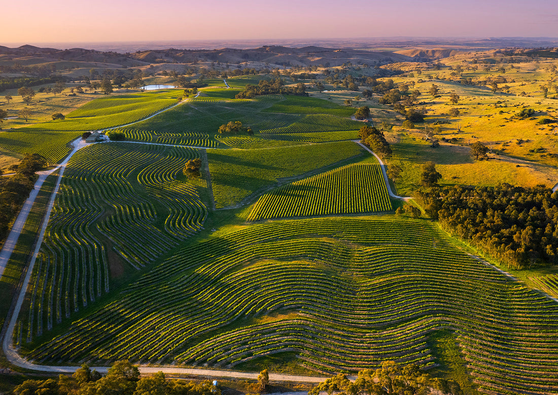 How to Choose a Good Wine from Barossa Valley Wineries